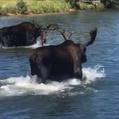 Moose at Play at Georgetown lake!!