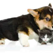 dogs and cats