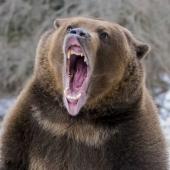 Bear Roaring