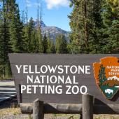 Yellowstone National Petting Zoo