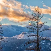 Snowshoe