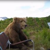 Grizzly sitting next to chair