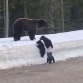 Mama bear with cubs