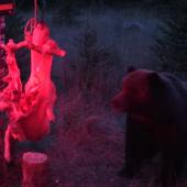 Bear contemplates electric deer