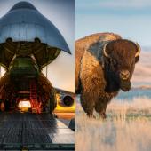 Bison/plane collage