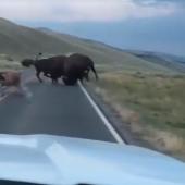 Bison Rutting in Yellowstone