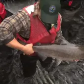 Salmon being fed into Salmon Cannon