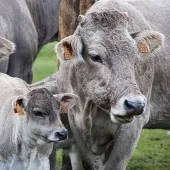 Cows