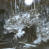 Bear approaching car in Yellowstone, early 1900s