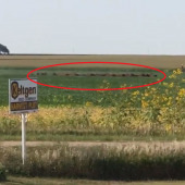 Bison in field