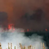 Forest Fire At Yellowstone