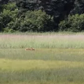 Stalking grizzly in tall grass