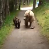 grizzlies on path portrait