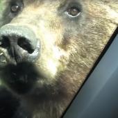 Curious grizzly investigates car