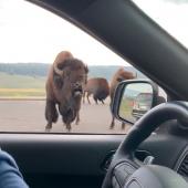 Grumpy bison utterance