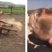 Horse Playing Dead