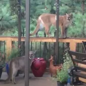 Mountain Lion on Porch