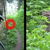 Hiker vs. Mountain Lion at Glacier National Park