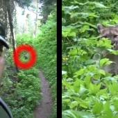 Hiker vs. Mountain Lion at Glacier National Park