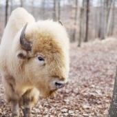 White Buffalo in Forest