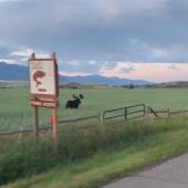 Running Moose 2