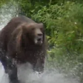 Charging bear