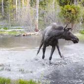 Playful Moose Splashing in Water
