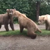 Three-way bear action