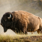 American Bison standing in Field