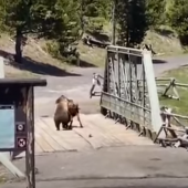 Bear VS Bison in Yellowstone