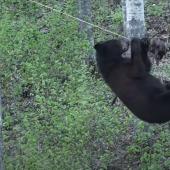 Acrobatic bear biting beaver bait