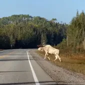 All-white moose on road