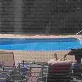 Black Bear near Pool