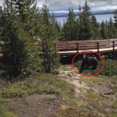 Woman is Concerned About Bear