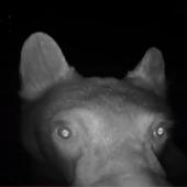 Bear on doorbell cam