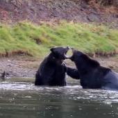 Grizzly fight over elk