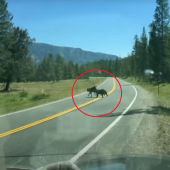 Bear chasing cow on road