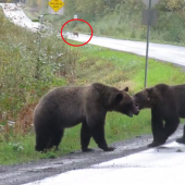 Bears fight with wolf in background