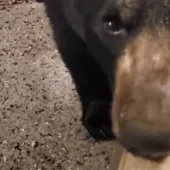 Hand-feeding bear