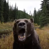 Pissed-off bear