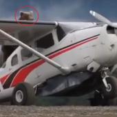 Bear On Plane
