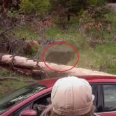 Park ranger using bear spray