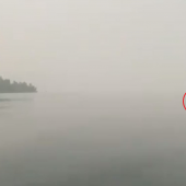 Bear swimming on Flathead Lake