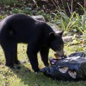 Black bear in garbage