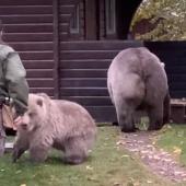 Brooks Falls rangers moving bears