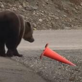 Bear looks at traffic cone