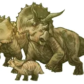 Triceratops