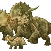Triceratops
