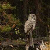 Great Gray Owl