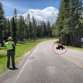 Griz 399 crossing road